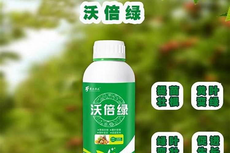 木耳菜的功效与作用及营养价值是什么