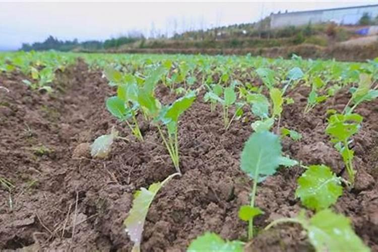 苹果树施什么肥好