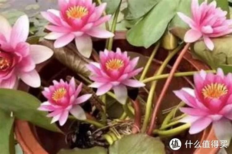 苹果树施肥方法及时间 苹果树怎样施肥比较好呢