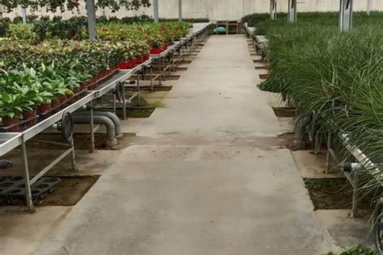油茶施什么肥最好