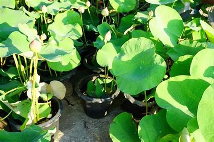 碗莲施钾肥的正确方法