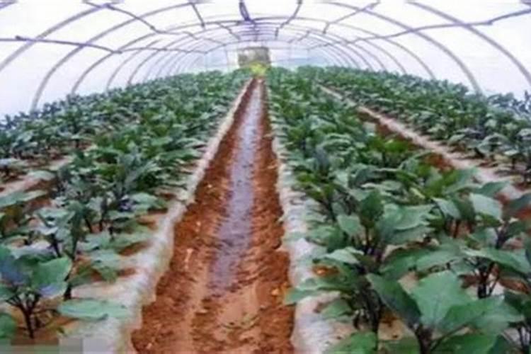 含氮肥多的肥料有哪些