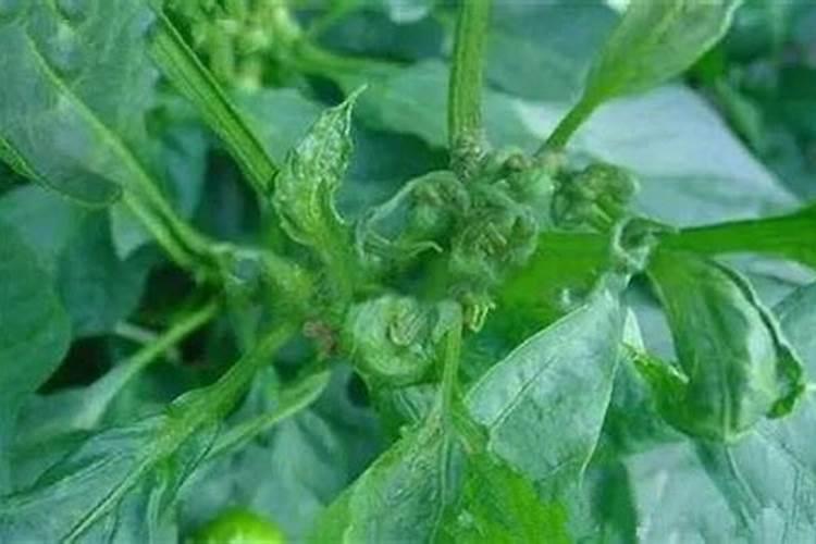 硼对滴灌作物生长的影响是什么？如何科学滴施硼肥？