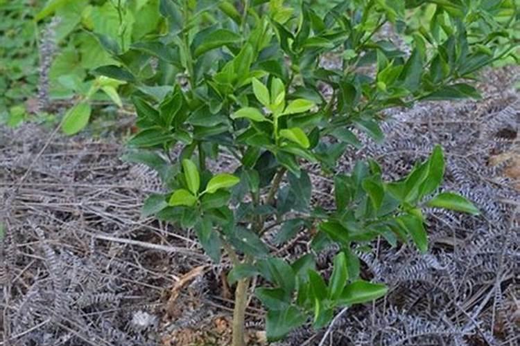成年桔子树,每亩需要,氮磷钾多少公斤？