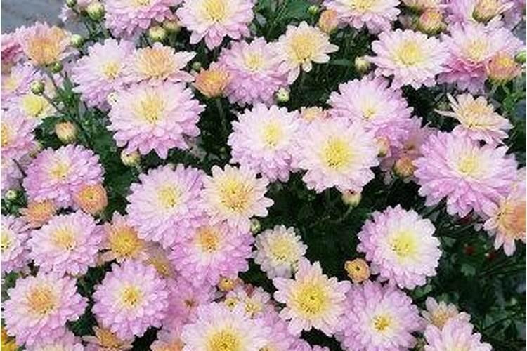 菊花施肥的时间和方法介绍