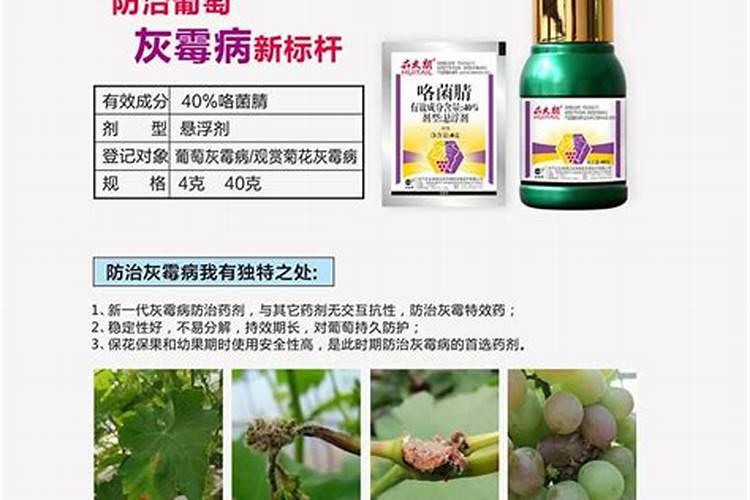 发财树桩怎么催芽？如何让发财树枝繁叶茂？