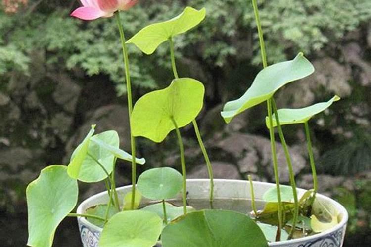高粱用什么肥料好