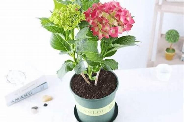 绣球花施什么肥最好