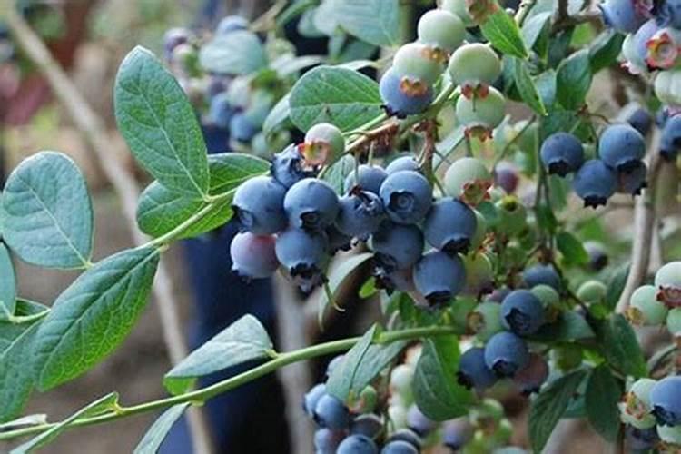 新疆腐植酸的价格大概是多少？主要在哪生产。