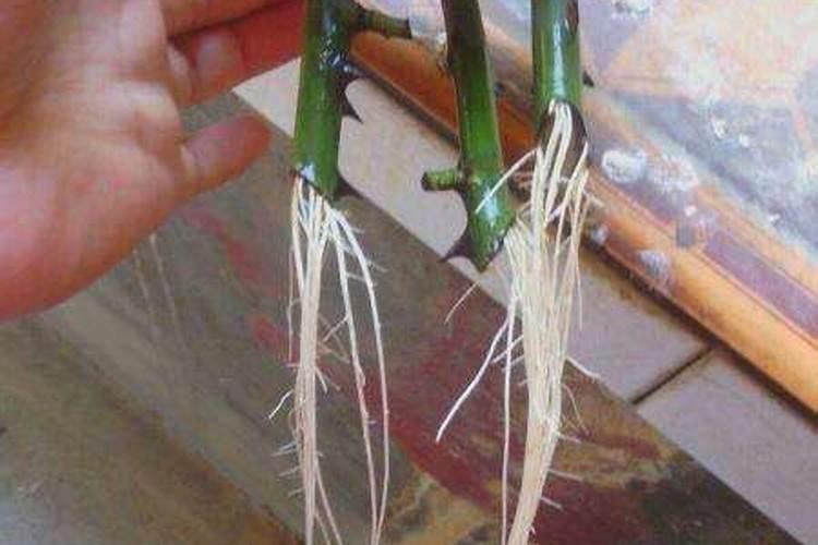 钾肥和磷肥能一起用吗 如何合理使用