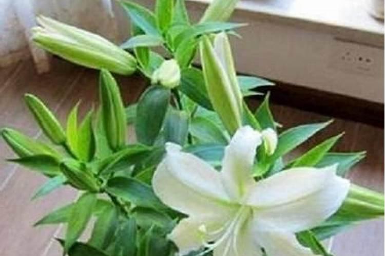 盆栽百合的养殖方法,以及注意事项。