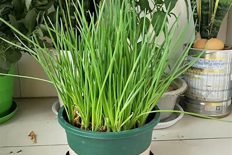小葱种植技术