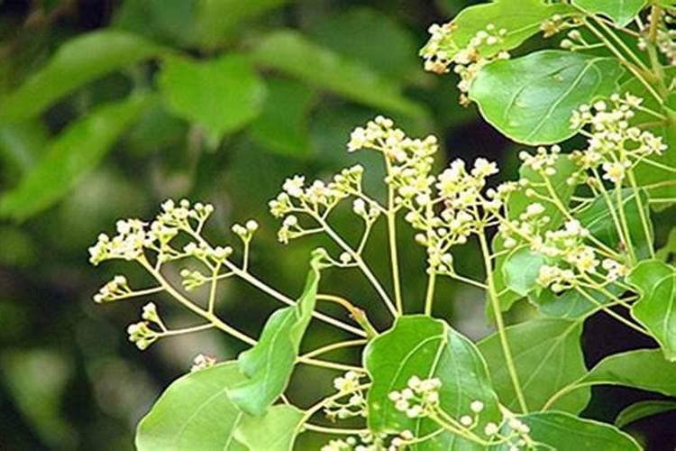美国孚乐美特宠物益生菌喷剂一般是多少钱？