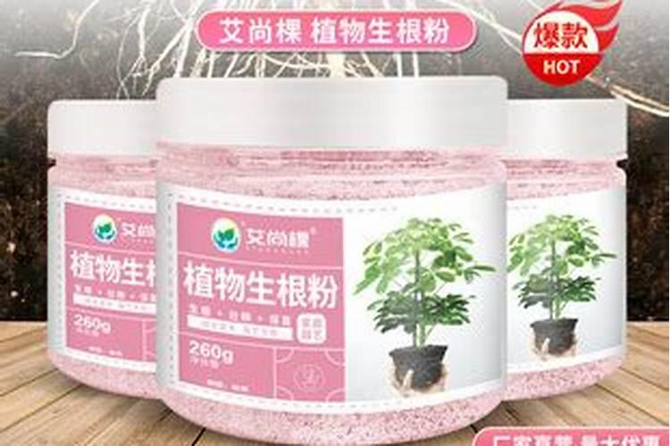 什么肥料对兰花发芽生根开花最好