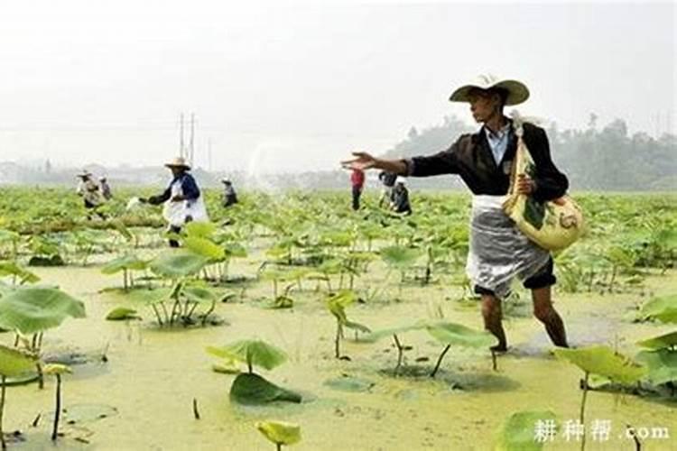 浅水藕种植技术与效益
