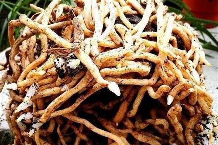 蕉芋的功效与作用是什么？