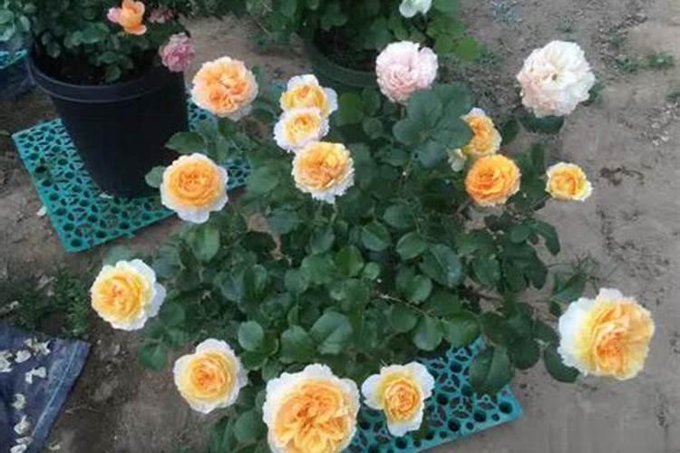 芭蕉芋子对人有好处吗