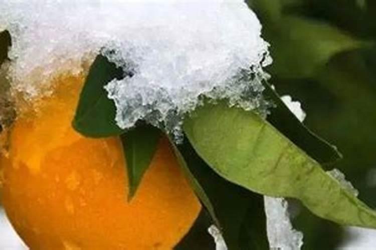 柑橘树叶片冻干用磷酸二氢钾叶面喷有用吗？