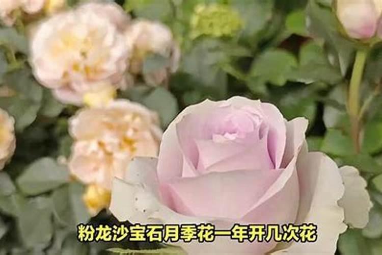 硫在罗布泊硫酸钾中的含量是多少？硫对农作物的生长有哪些影响？