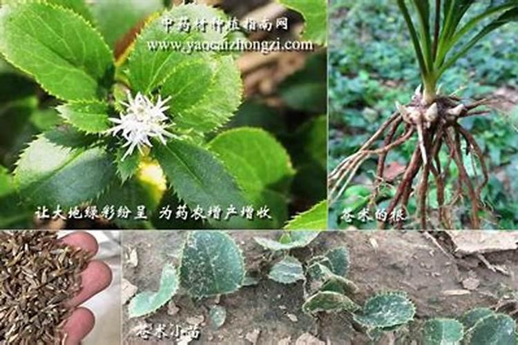 洛阳果东家的水果有哪些特点呢？