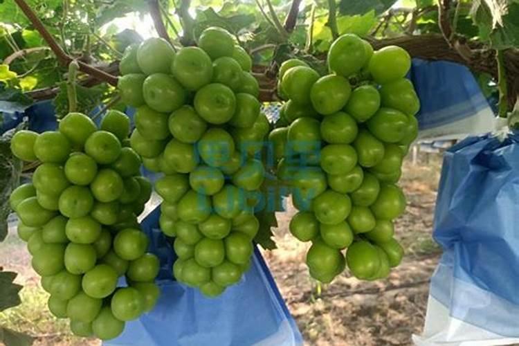 秋季硫酸锌一亩葡萄地施多？
