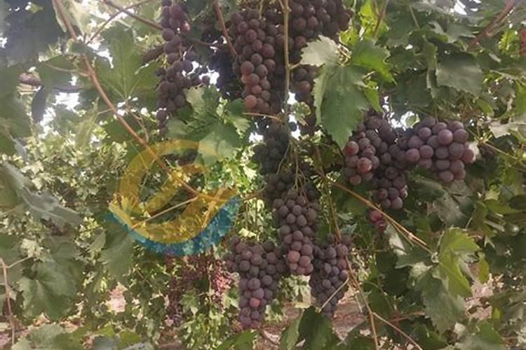 秋季硫酸锌一亩葡萄地施多？
