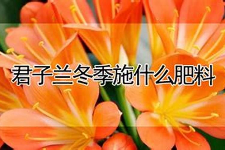君子兰复合肥怎么用