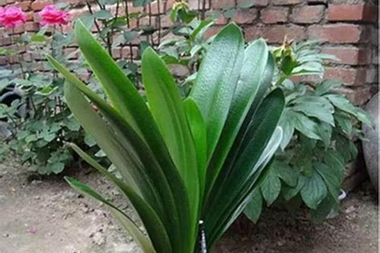 君子兰可以浇复合肥吗？