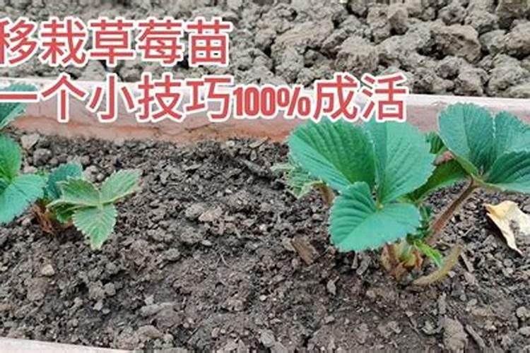 梨树开花后打什么药坐果多