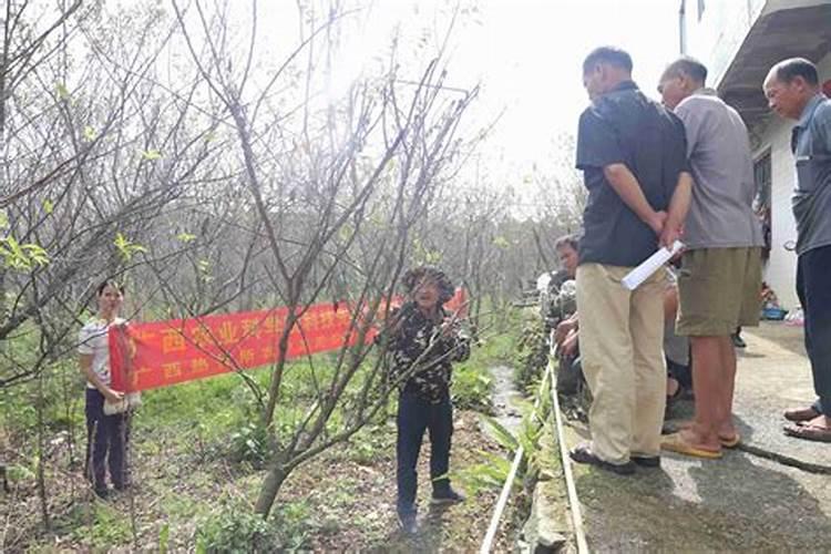 李子怎样保花保果