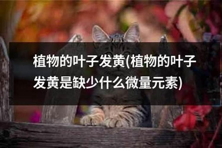 姑娘果的种植