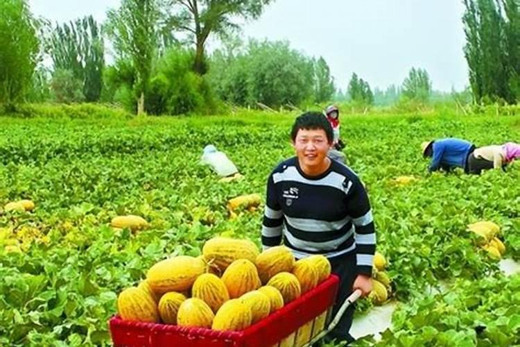 种瓜果怎么使用磷酸二氢钾 有什么使用的技巧