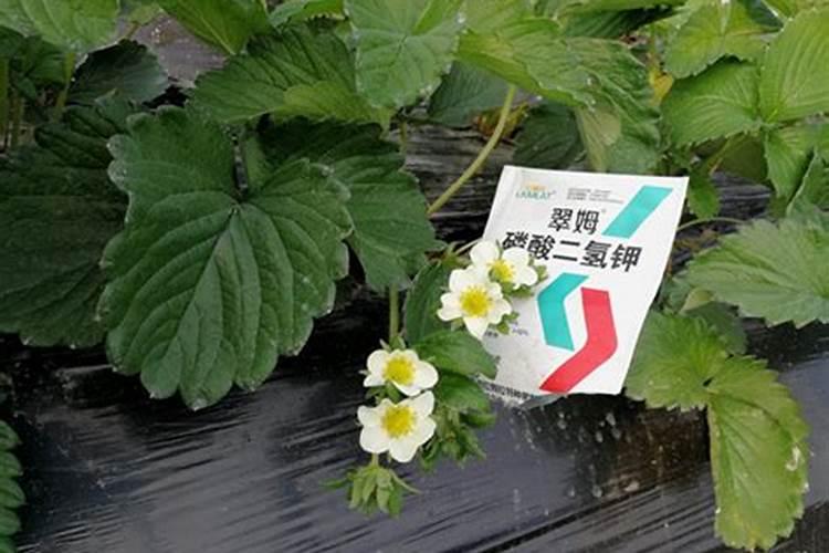 山东亿思特农业科技有限公司怎么样？