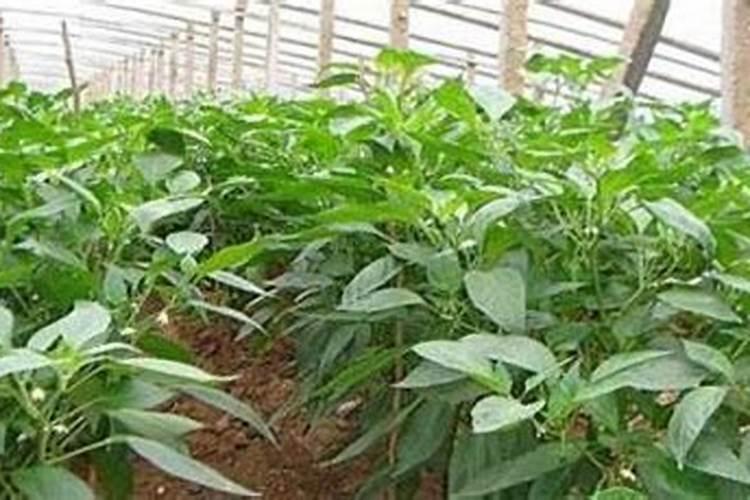 辣椒尿素的施肥方法 辣椒可以施尿素肥吗