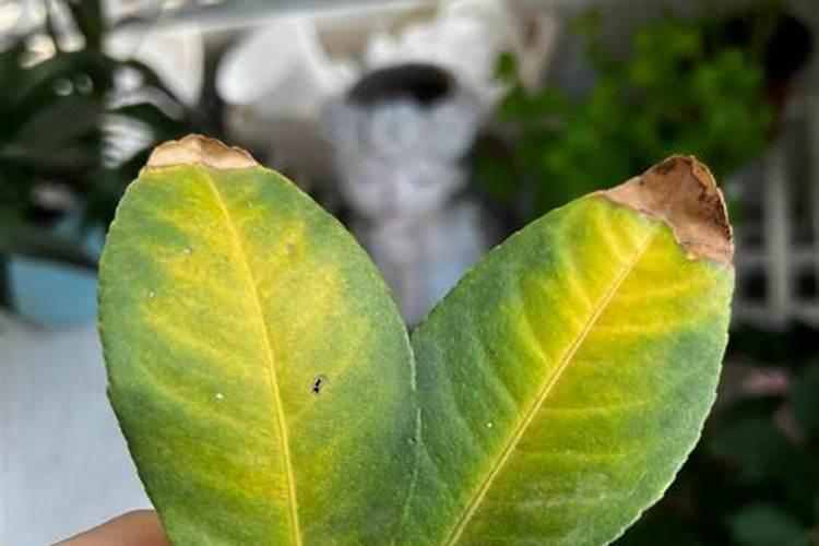 黄皮树叶可以做腐叶土吗