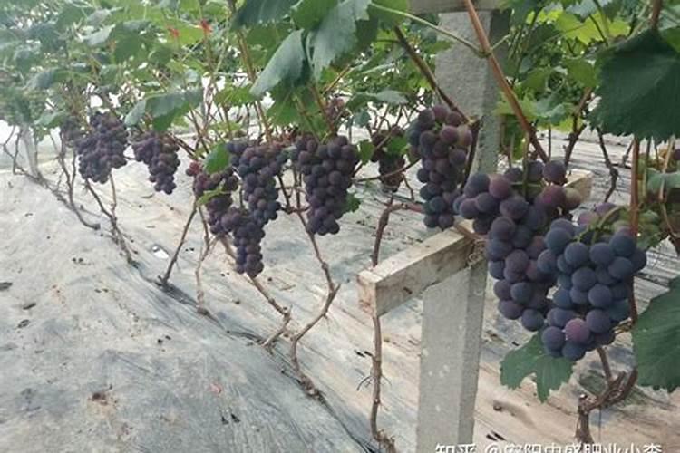 夏黄瓜定植后咋管理 黄瓜水肥控制