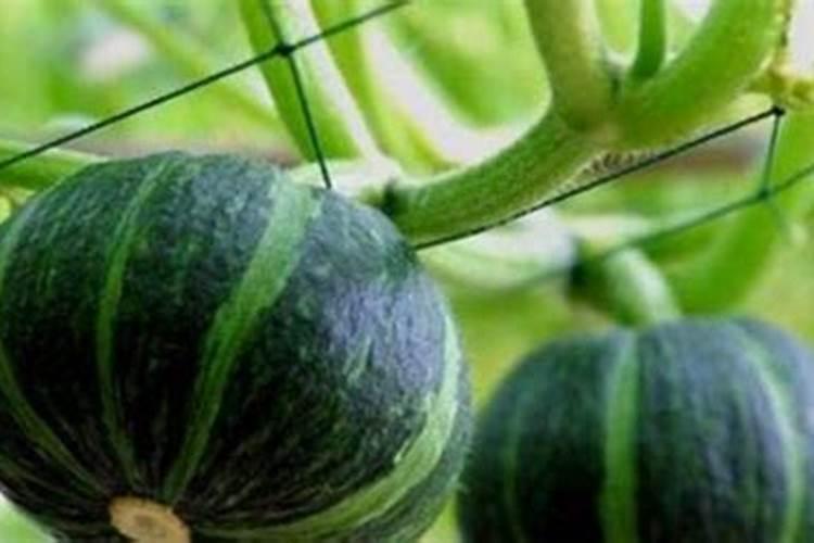 草莓的果实为什么不长呢？开花后果实不发育,是棚内 温度太高了还是病害...
