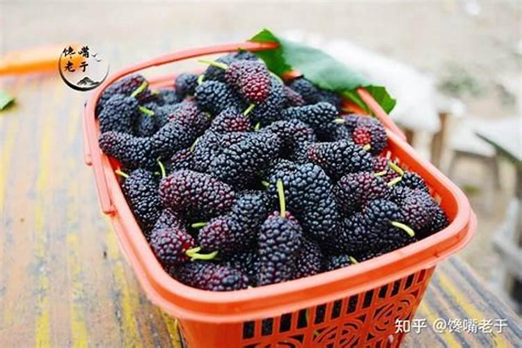 桑葚子开始红结果多可以再加施肥吗？