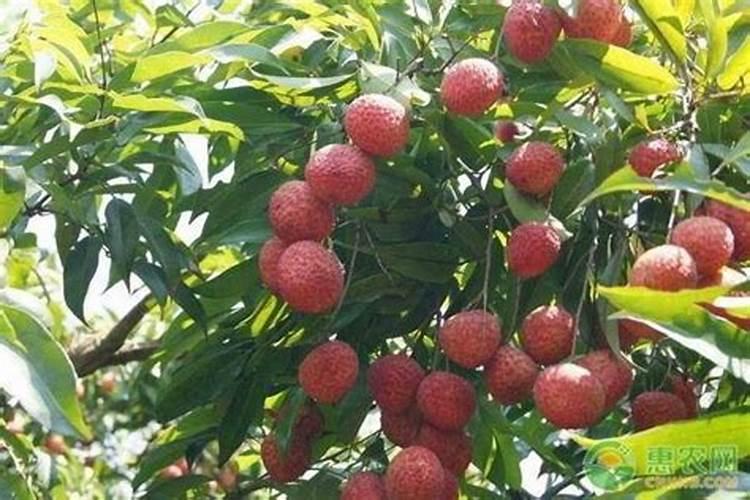 硫酸钾复合肥溶于水吗？可以用作水溶肥吗？