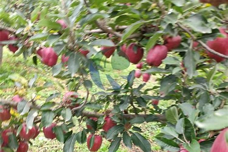苹果用什么水溶肥好