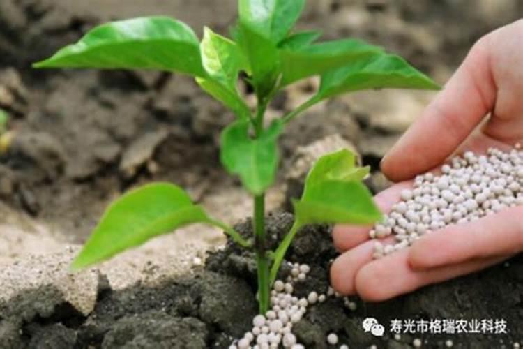 菱角用什么化肥好