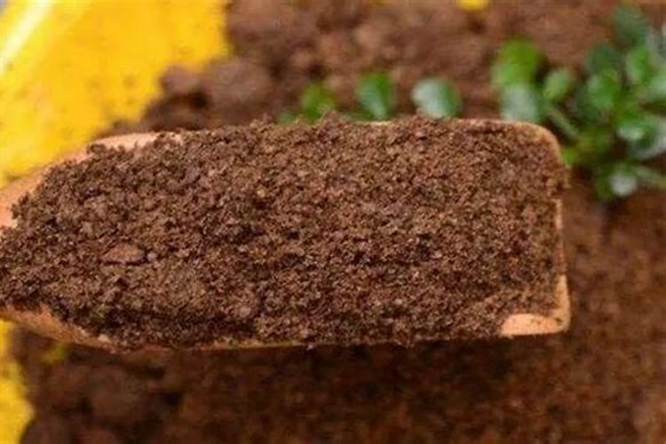 请问温室大棚种植玫瑰花一亩地可以种多少株,可以采多少枝鲜切花？