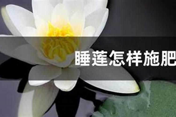 睡莲花施什么肥最好
