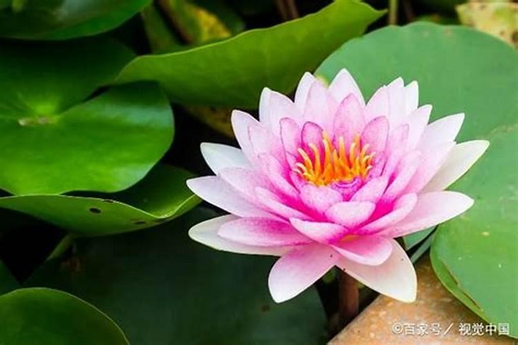 盆栽睡莲施什么肥最好