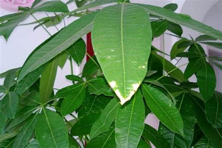 种植红枣的水肥管理技术有哪些 养殖方法总结