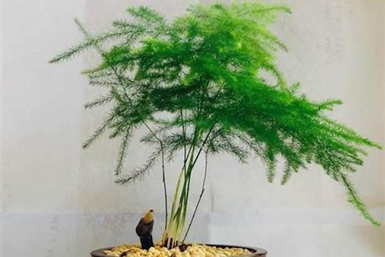 辣椒育苗盘育苗技术方法