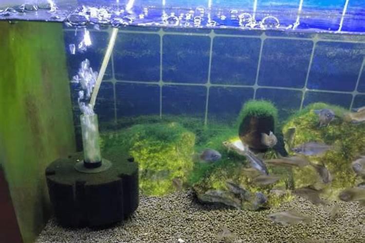 要怎样操作才可以把鱼蛋白过滤出来
