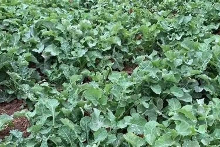 油菜该怎么施磷肥呢？油菜磷肥使用注意事项有哪些？