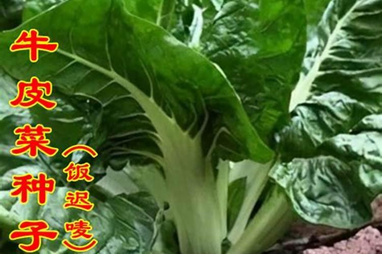哪些肥料不能施用在蔬菜上