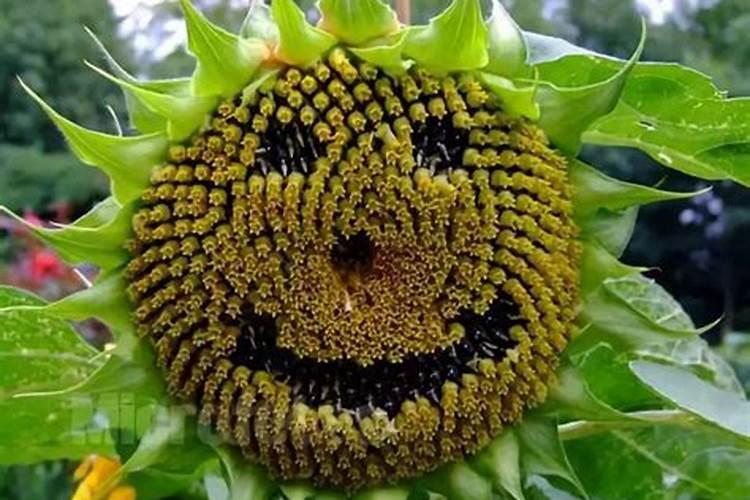 草莓开花前期用什么肥